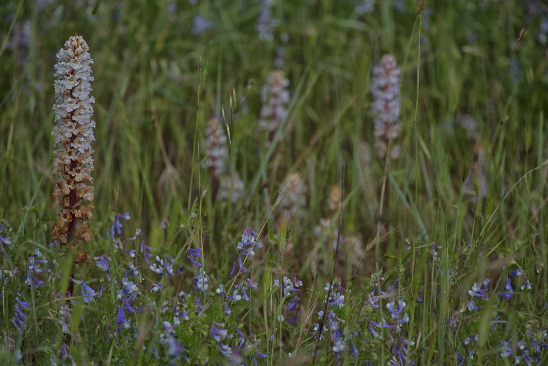 L'orobanche, la pianta strozza-legumi